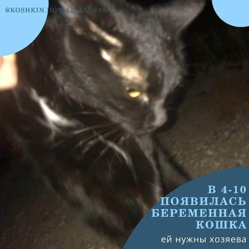Кошку беременную выгнали из дома. Стоит ли брать беременную кошку с улицы.
