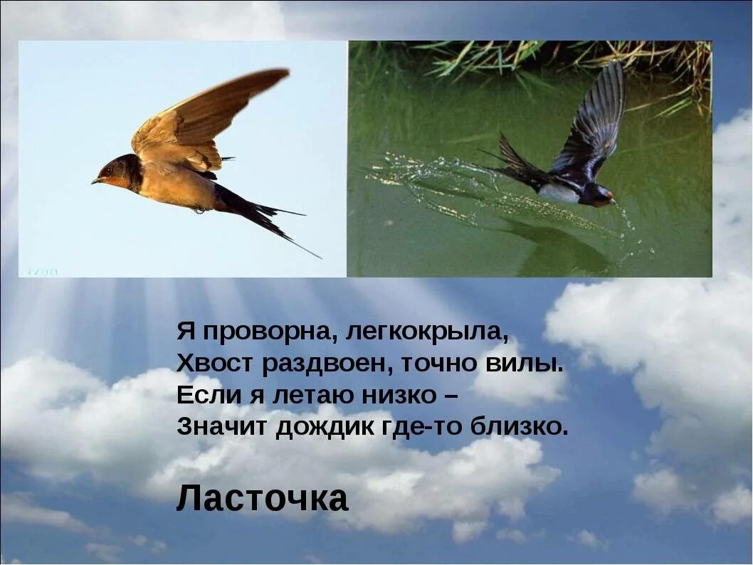Ласточки низко летают. Ласточки летают. Ласточки низко летают. Ласточки летают. Приметы про ласточек.