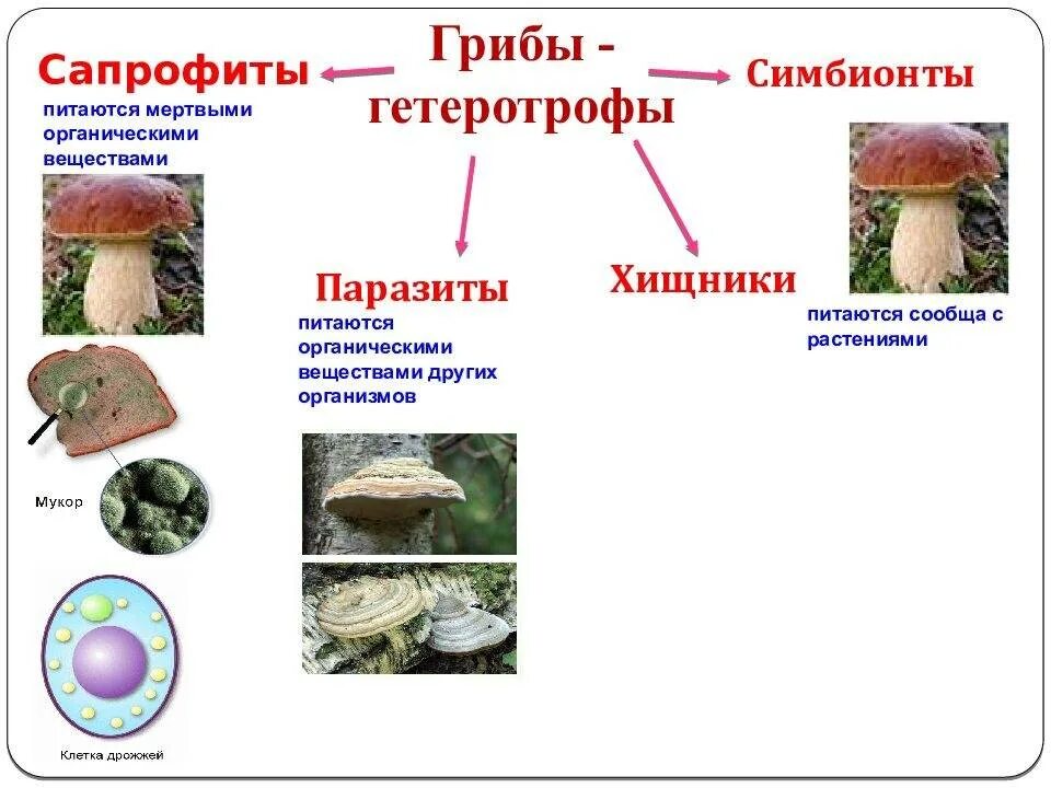 Грибы сапрофиты. Грибы гетеротрофы. Гетеротрофы сапрофиты паразиты симбионты. Царство грибы. Питается готовыми органическими веществами гетеротроф