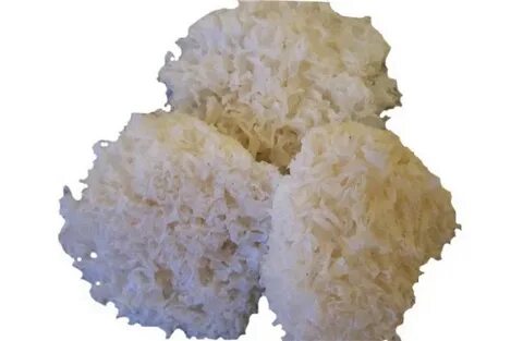 Грибы коралловые сушеные