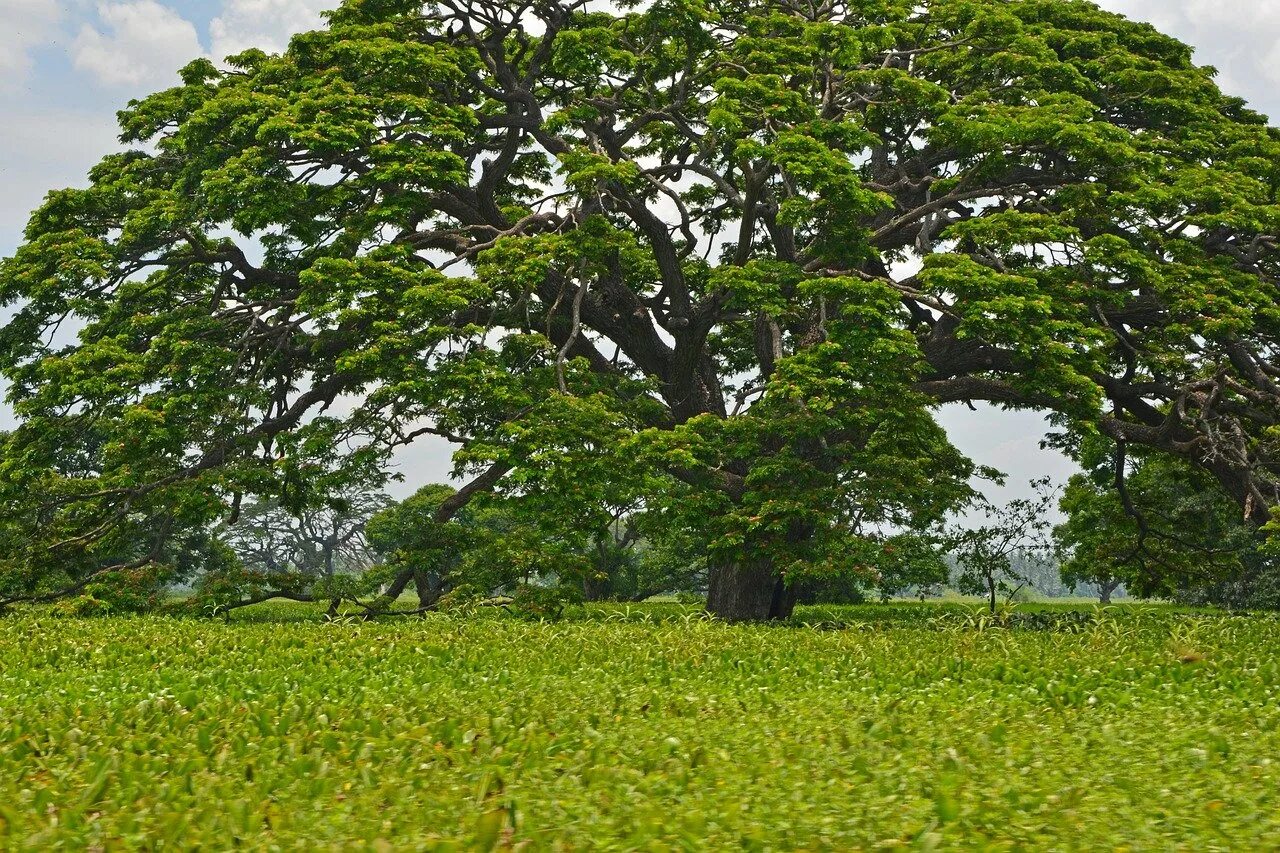 Деревья на шри ланке. Сандал Шри Ланка. Сейба дерево. Фикус Бенджамина в природе Шри Ланка. Шри Ланка деревья.