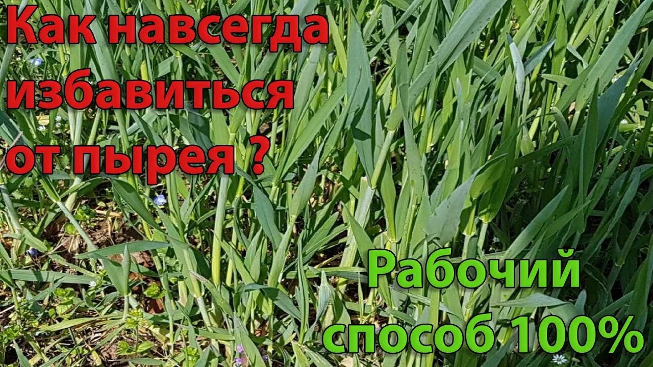 Как избавиться от пырея на огороде. Борьба с пыреем на огороде. Избавления огорода от пырея. Пырей на даче. Сорняк пырей борьба с ним.