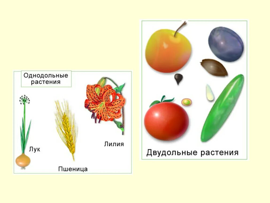 Какие цветы относятся к однодольным. Плоды Однодольные и двудольные. Семейства класса однодольных и двудольных растений. Семена однодольных растений. Двудольные растения и Однодольные растения.