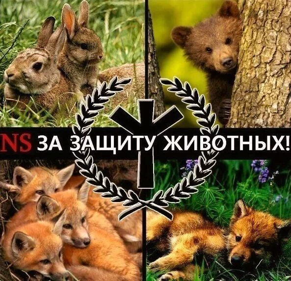 Группа защиты животных. Защита животных. охрана и защита животных. движения в защиту животных. защита животных картинки.