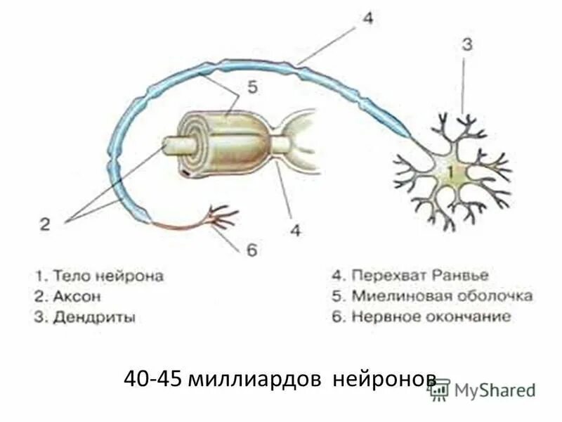 Аксон рефлекс. Миелиновая оболочка нейрона. Функции миелиновой оболочки нейрона. Аксон перехват Ранвье. Соединение отдельных клеток.