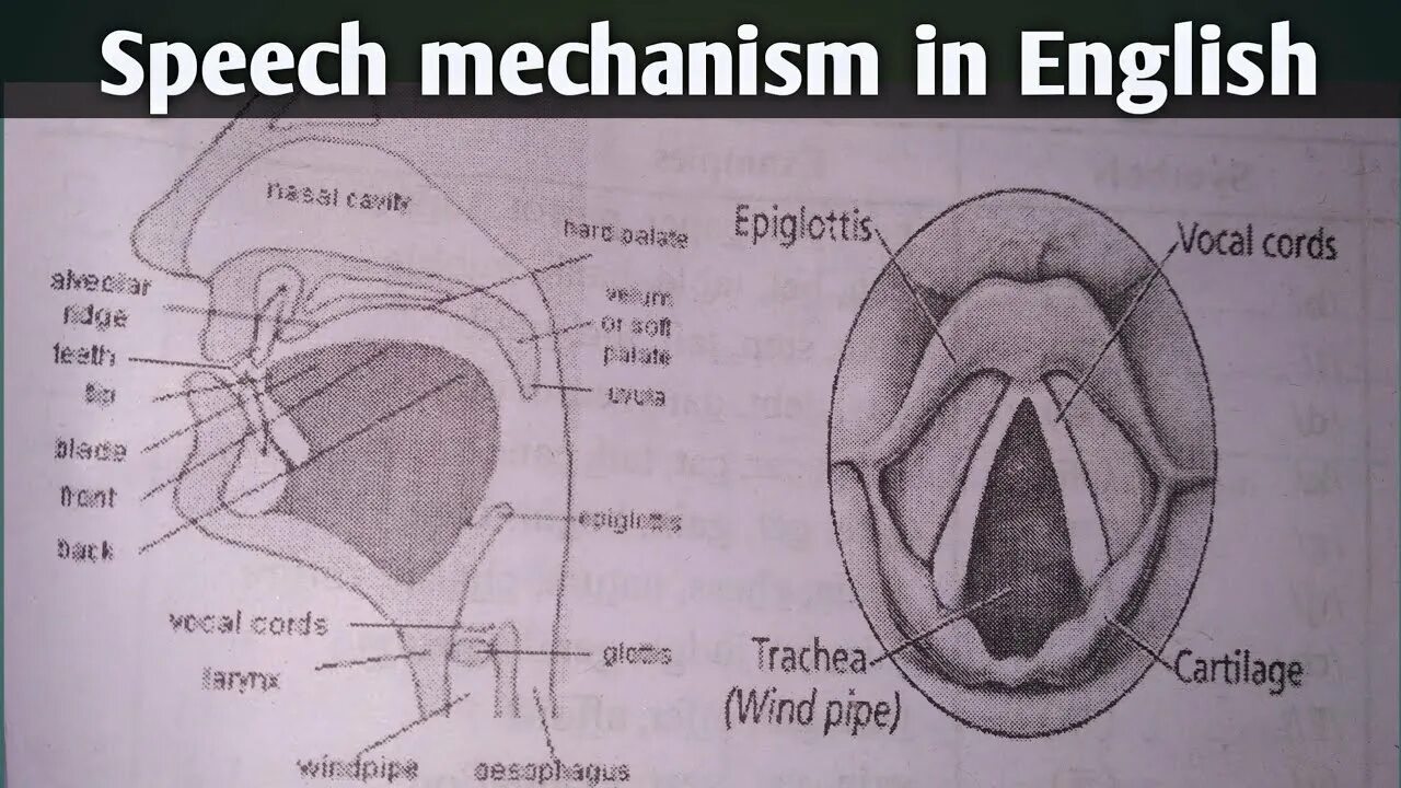 Passive organs of speech. Mechanism of speech. organs of speech in english phonetics. power mechanism organs of speech. power mechanism phonetics.