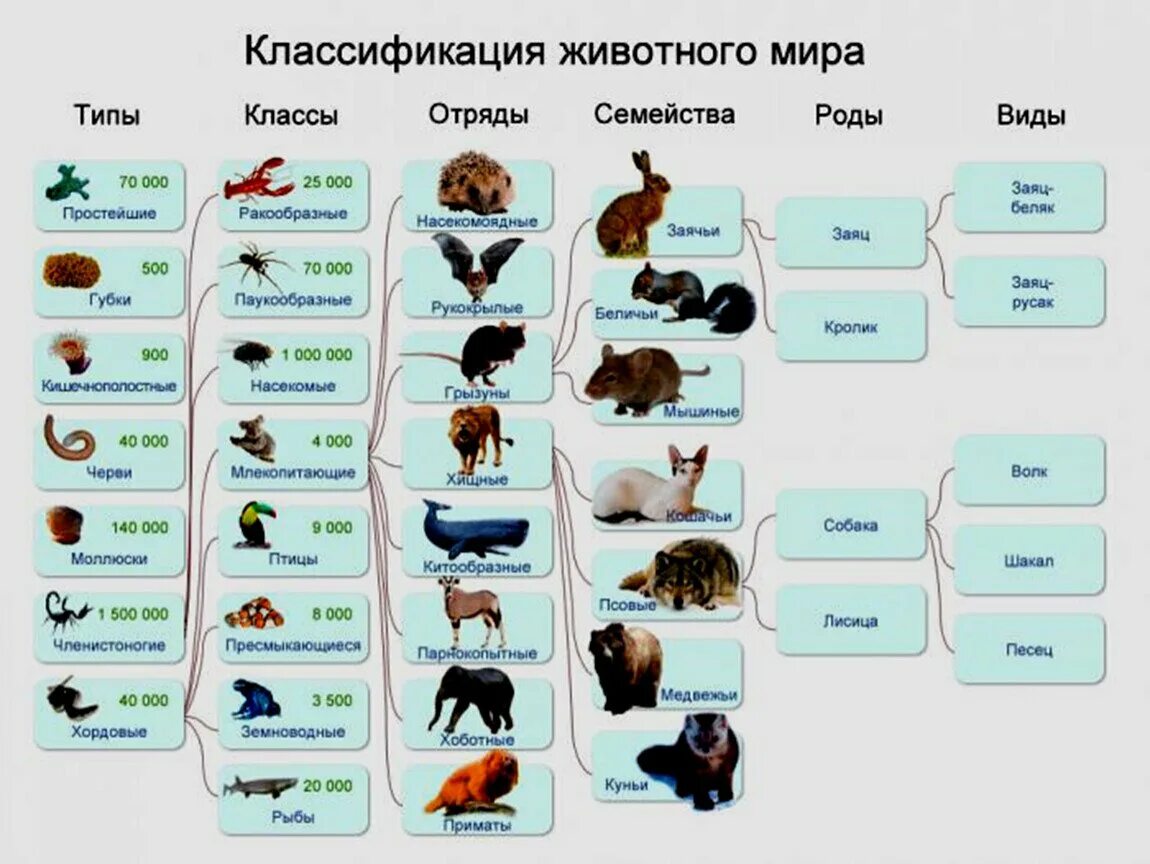 Название наука животных. Систематика животных классификация царства. Типы животных классификация 5 класс биология. Классификация царства животных 5 класс биология. Классификация животных 5 класс биология.