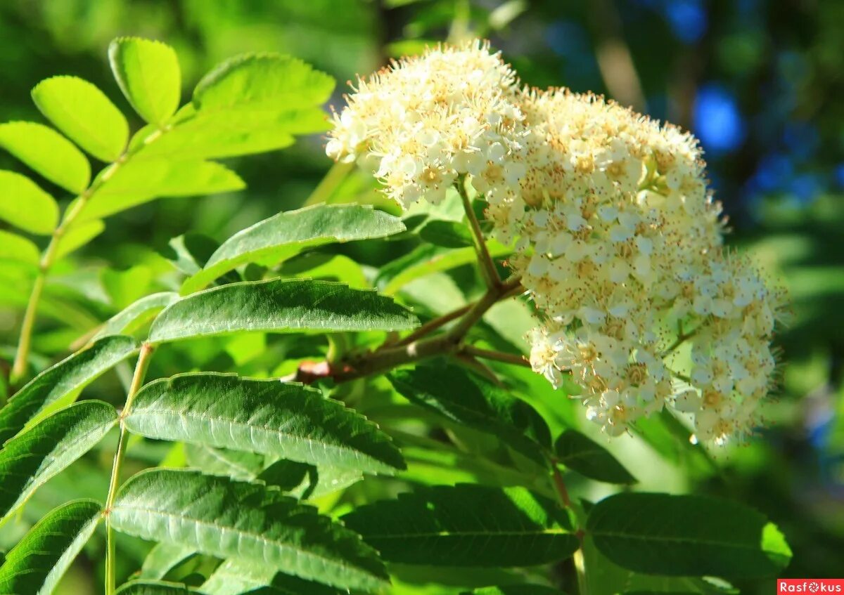 Рябина обыкновенная цветет. Sorbus aucuparia цветет. Рябина обыкновенная дерево цветет. Рябина обыкновенная цветение. Рябина обыкновенная цветение.