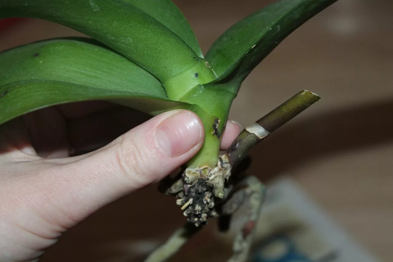 Орхидея с узкими листьями. Орхидея с длинными узкими листьями.