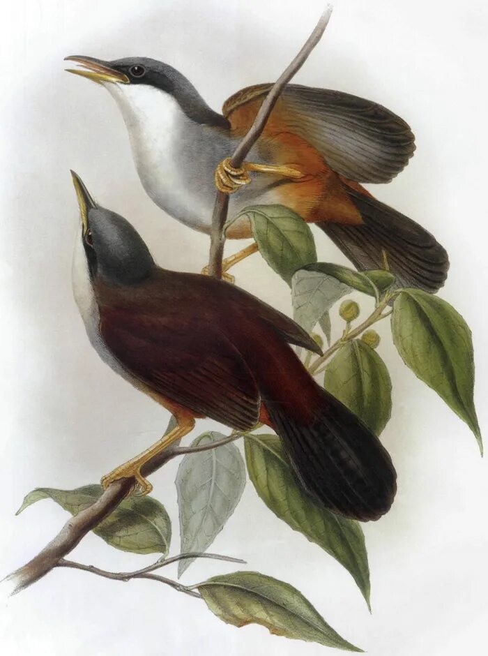 птицы азии. аистоклювый зимородок. птицы таиланда. азиатские птицы. птицы японии.