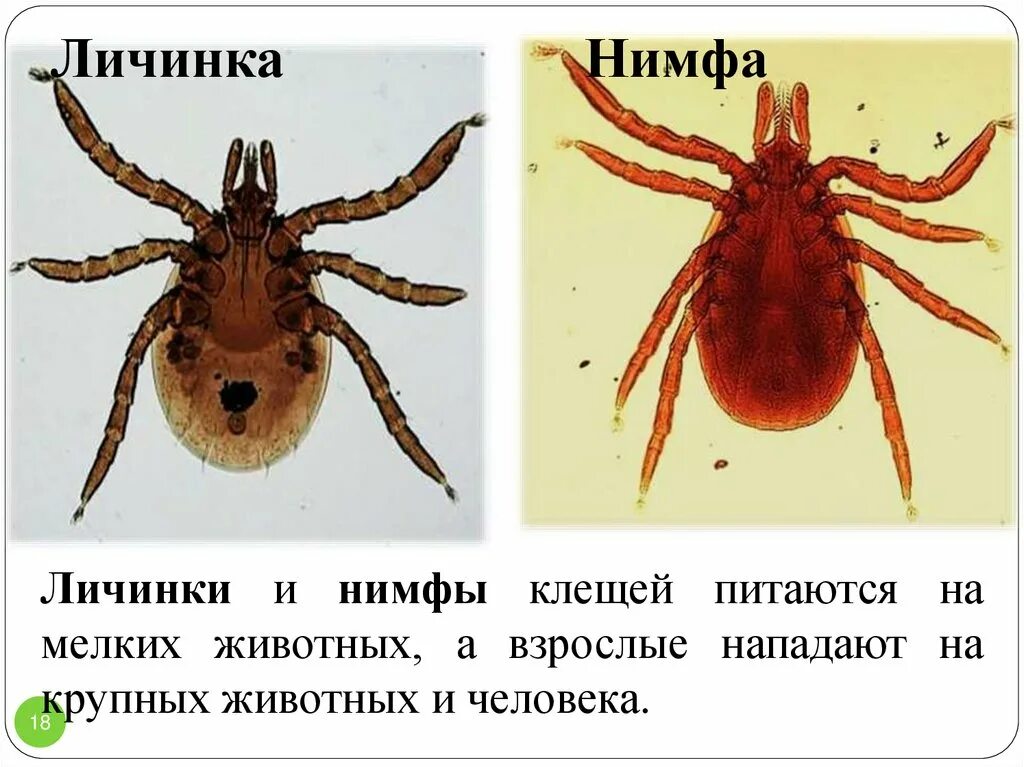 сколько пар ног у клещей
