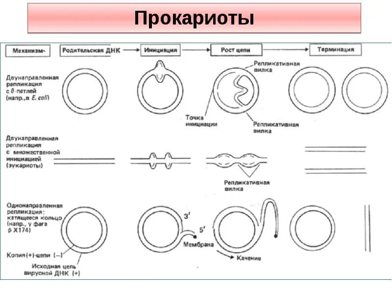 Кольцевая днк прокариот. Репликация ДНК У прокариот схема. Репликация ДНК У прокариот. Схема репликации у бактерий. Схема репликации у прокариот.