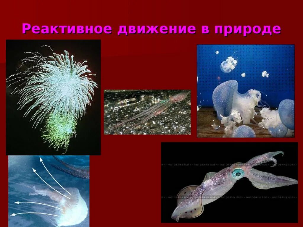 Тема реактивное движение. Реактивное движение медузы физика. Реактивное движение в природе. Примеры реактивного движения в природе. Реактивное движение это в биологии.