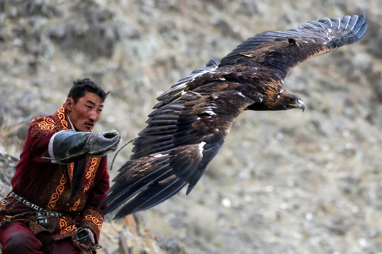 Птицы монголии. Птицы монголии. Птицы монголии. Беркут и орлан. Монголия орлиная охота.