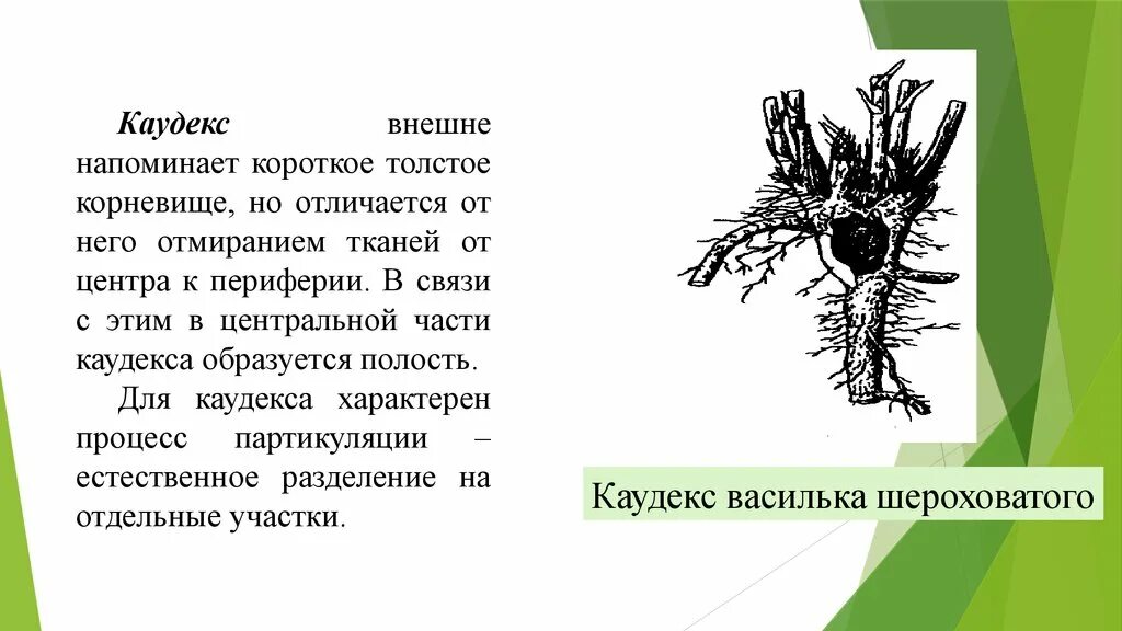 Доказательство корневище видоизмененный побег. Каудекс видоизменение побега. Метаморфозы побега каудекс. Подземные побеги каудекс. Короткое корневище.