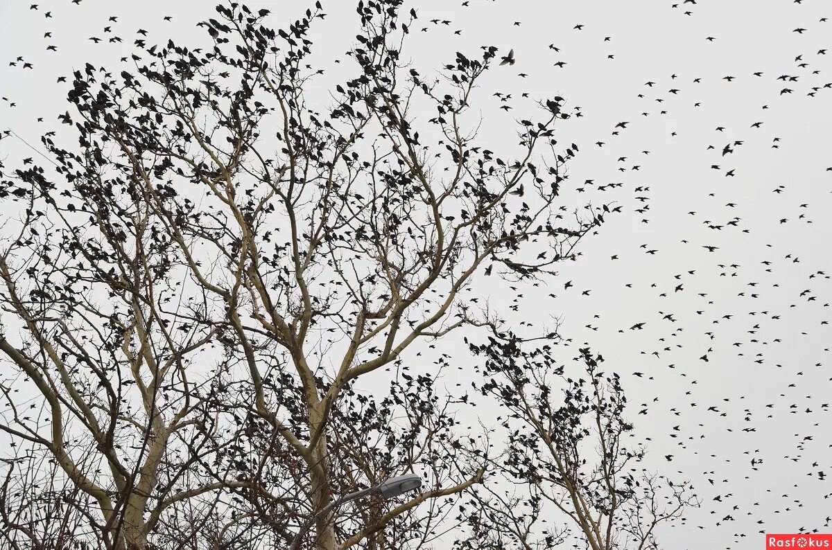 скворец скворушка скворечник. скворец в башкирии. скворец удмуртии. скворец в поволжье. птицы лосиного острова.