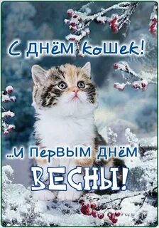 Последний день кота