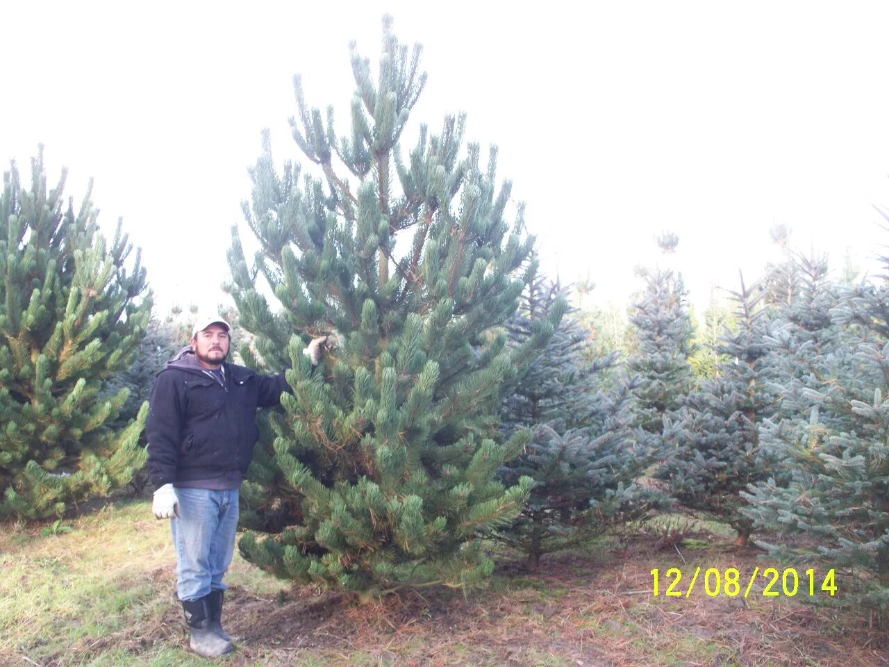 Сосна черная Oregon Green. Pinus nigra Oregon Green. Сосна черная Орегон Грин Oregon Green. Сосна черная «Орегон Грин» Pinus nigra «Oregon Green».