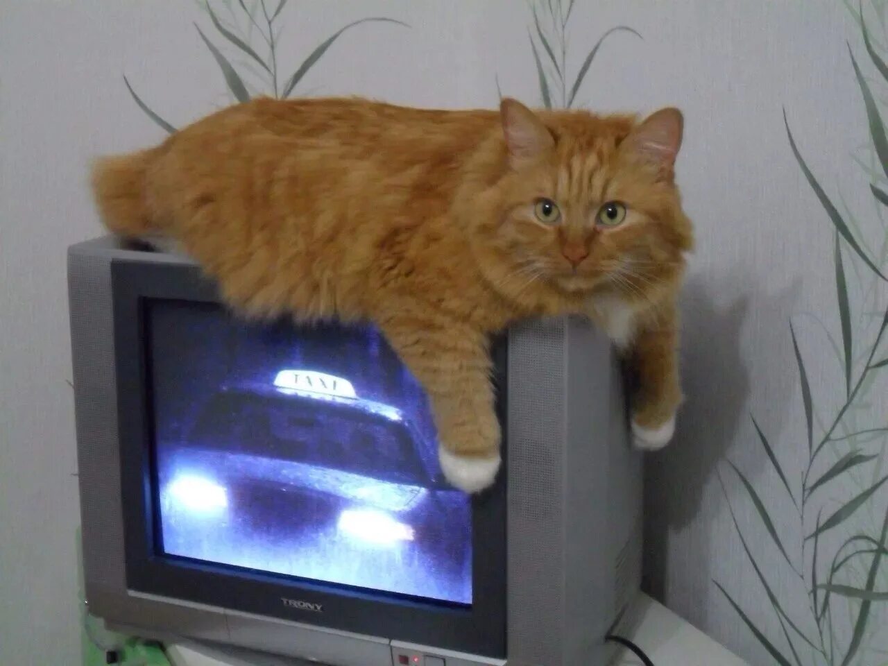 Включи на телевизоре животных. Кот на телевизоре. Кошачий телевизор. Коты и телевизор. Котенок у телевизора.