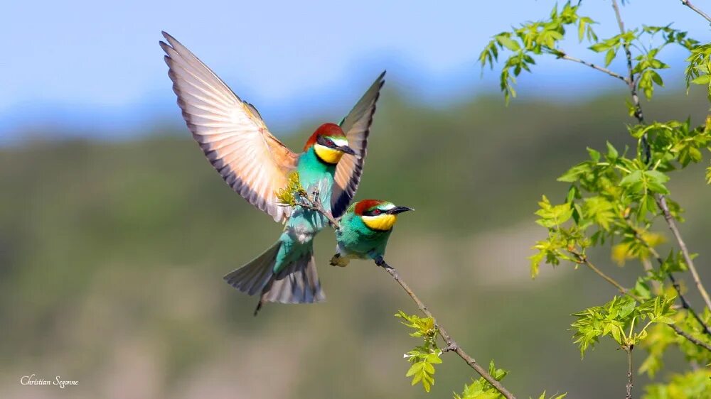 Un oiseau l oiseau. Oiseaux.