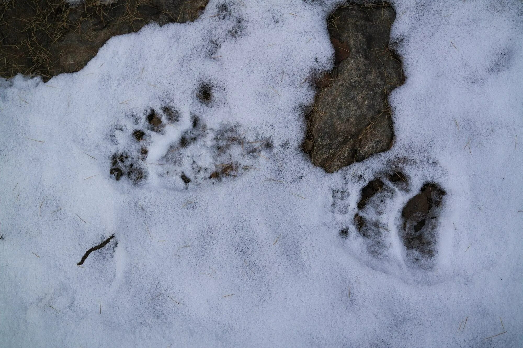 Следы енотовидной собаки. Следы медведя. Следы медведя на снегу. Медвежьи следы на снегу.