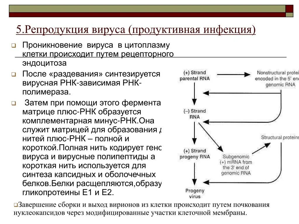 Инфекционная рнк. Схема репродукции РНК содержащих вирусов. Репродукция вируса краснухи схема. Этапы репродукции вирусов. Этапы репродукции вируса схема.