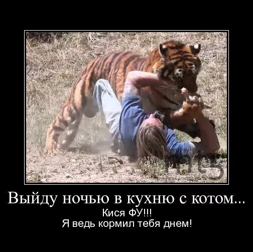 выйду ночью в кухню с котом