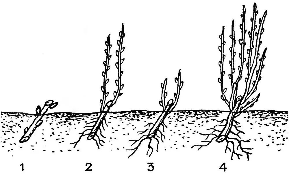 Высадка смородины. Посадка смородины весной отводками. Высаживание черенков смородины. Размножение смородины отводками. Размножение смородины черенками весной.