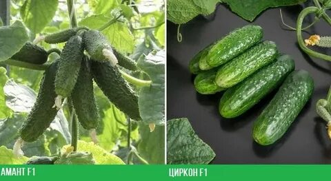 Урожайные сорта огурцов для грунта самоопыляемые