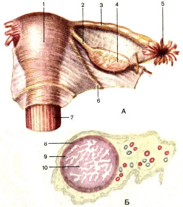 Маточных связки матки. Яичники фаллопиева труба анатомия. Матка яичники трубы анатомия. Яичник маточная труба и матка. Матка маточная труба яичник анатомия.