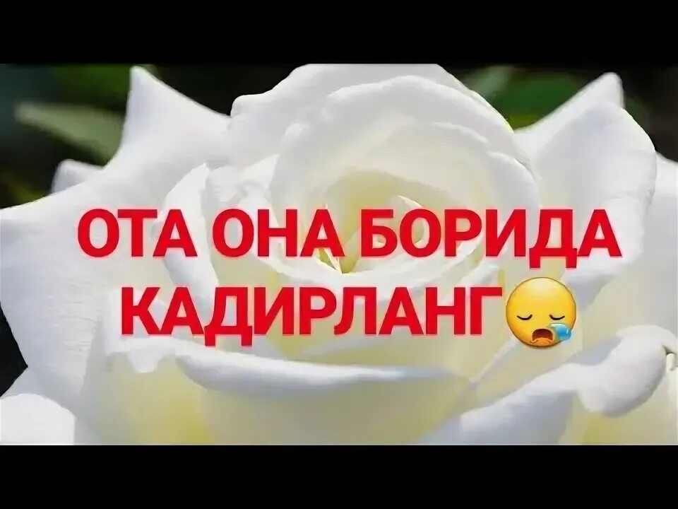 Ота онанг топилмайди. Шер ота онанг топилмайди. ота она топилмайди. ото ононанг топилмайди. ота онанг топилмайди шерлар.
