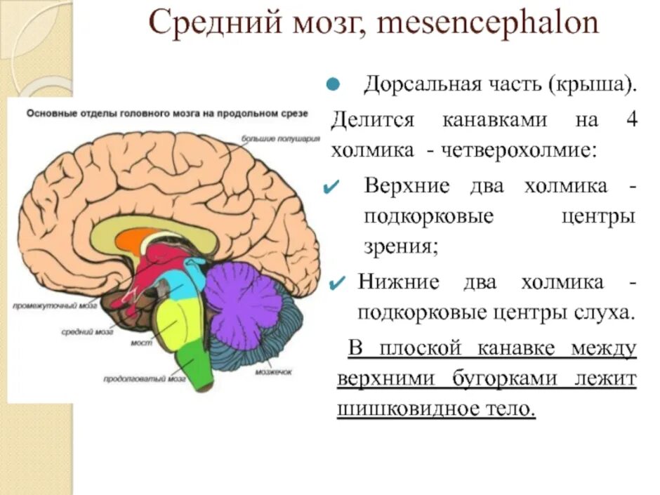 Строение отделов головного мозга задний мозг. Строение головного мозга передний средний задний. Головной мозг строение средний мозг. Тест мозжечок