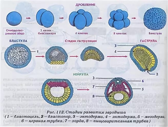 Зигота таблица