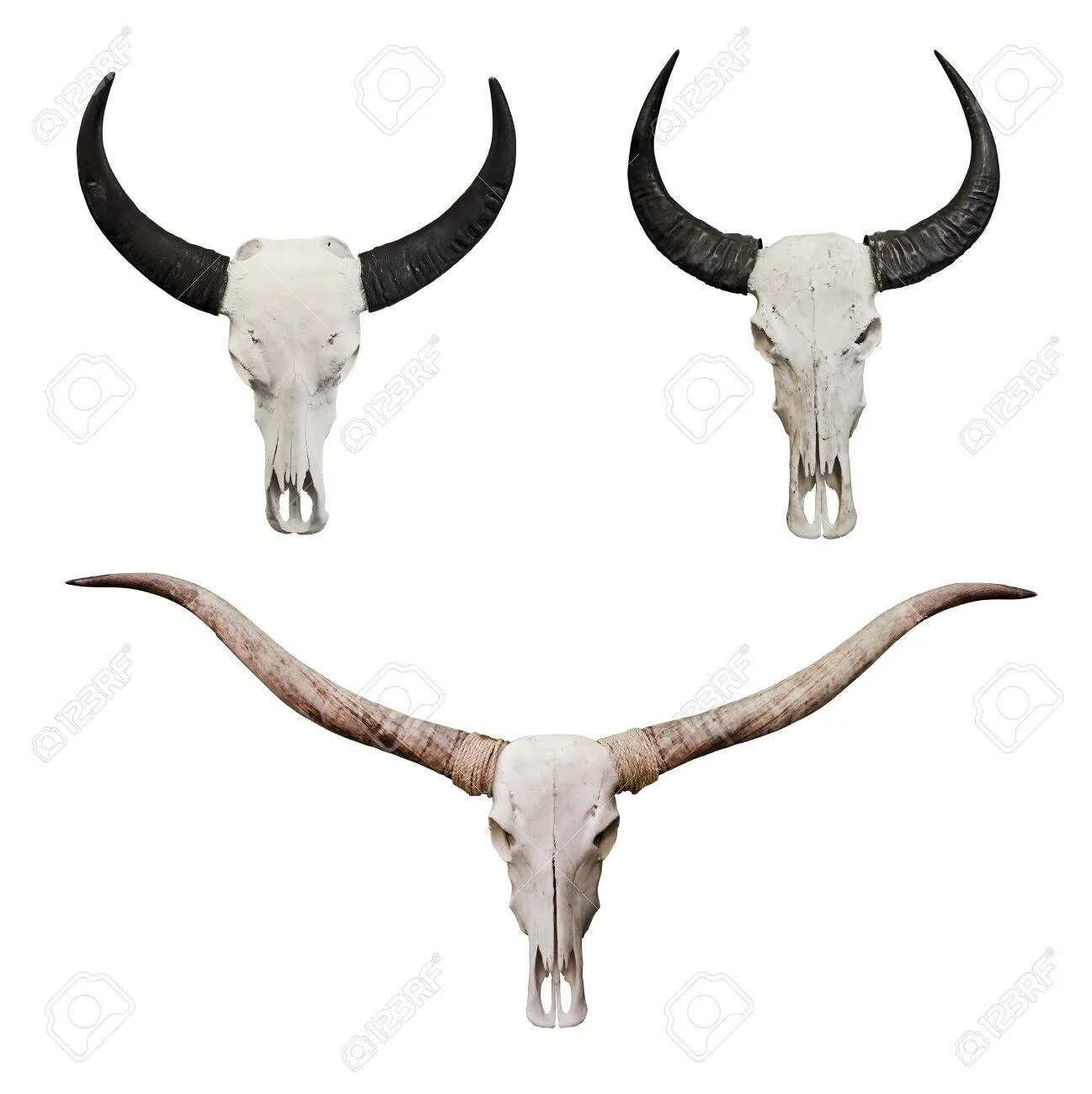 Череп быка. Рога быка. Рога буйвола на стену. Череп быка с завитыми рогами.