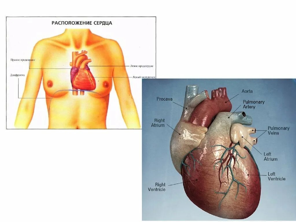 Дом где находится сердце. Где находится сердце у человека. Расположение сердца у человека.