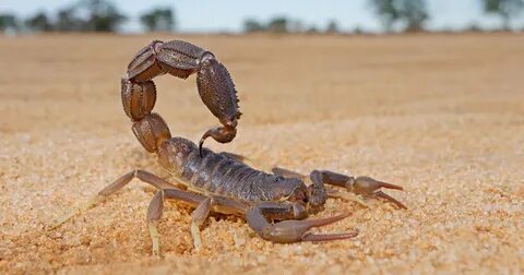 Plus scorpion