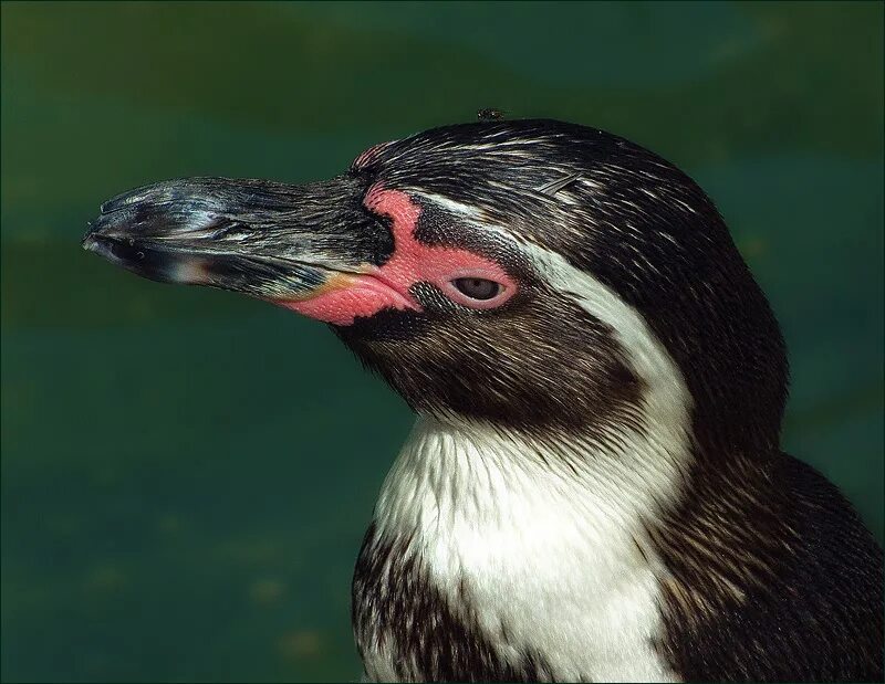 Aquila non captat muscas тату. Аквила нон каптат мускас перевод. Аквила нон каптат мускас. Aquila non captat muscas латынь. Aquila non captat перевод.