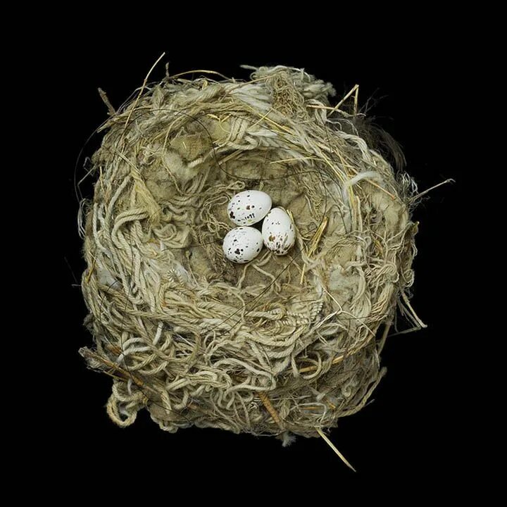 Gold bird s nest. L1614 гнездо. Гнездо для птиц.. Птичье гнездо. Необычные птичьи гнезда.