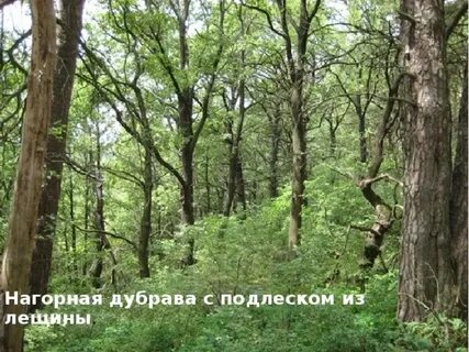 Где находится дубрава