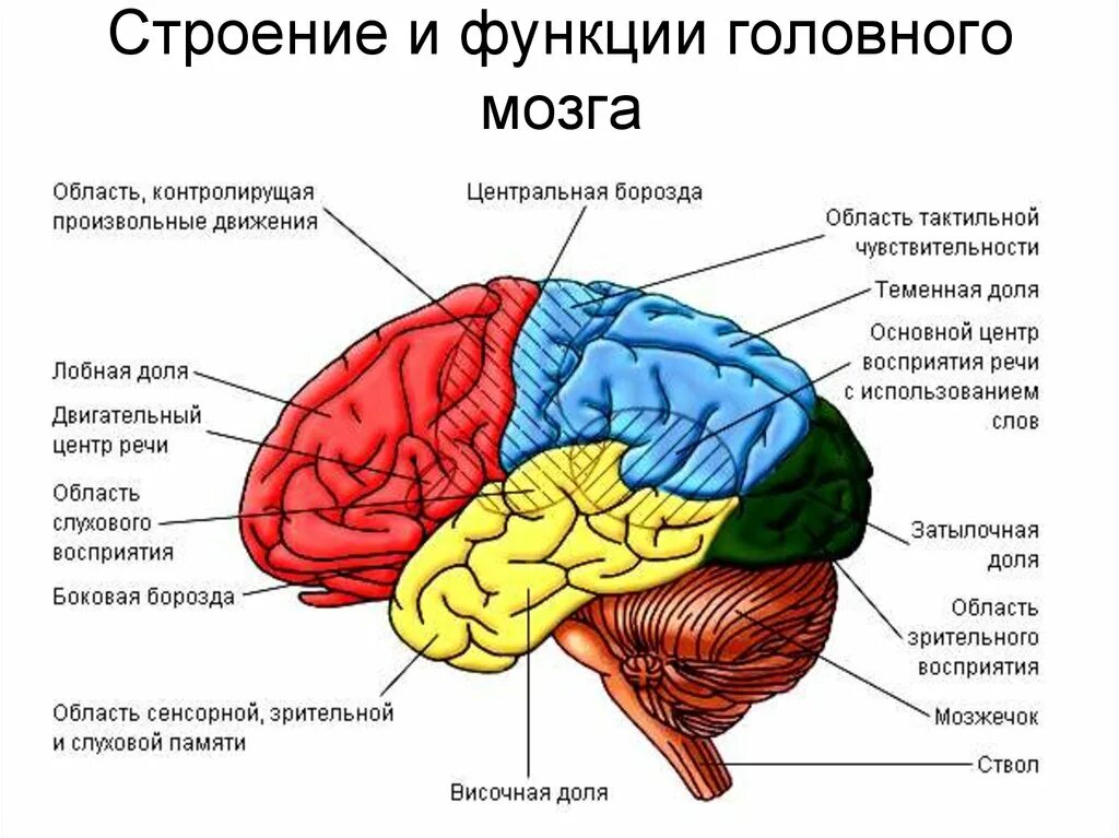 Отделы головного мозга и их функции. Головной мозг строение анатомия. Схема строения головного мозга. Структуры головного мозга биология 8 класс. Рис 80 структуры головного мозга.