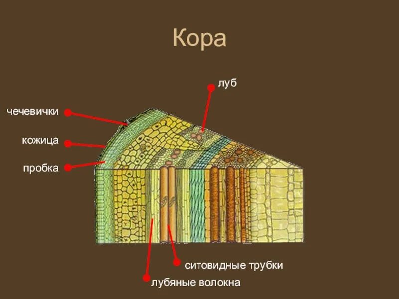 Биология 6 строение стебля. Строение древесной коры. строение коры стебля биология 6 класс. кора дерева ткани строение стебля. стебель биология кора древесина.