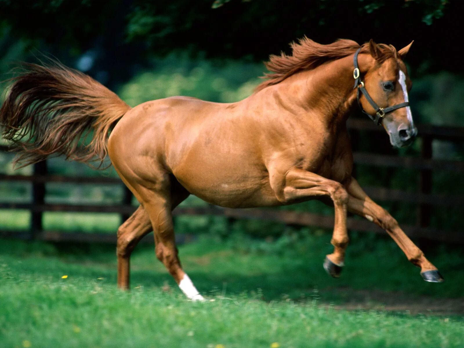 A horse is an animal. Лошадь. Животные лошади. Лешадь. Красивые лошади.