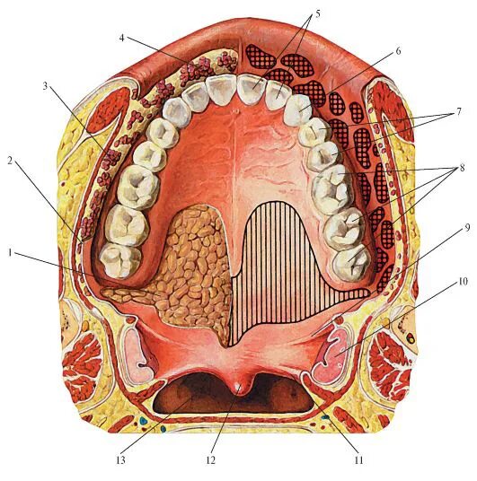 Костная стенка которая отделяет полость рта. Подъязычная слюнная железа человека. Стенки ротовой полости анатомия. Подъязычная складка Plica sublingualis.. Абсцесс подъязычной слюнной железы.