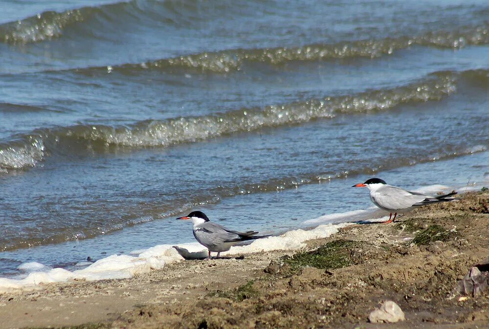 Морской кулик. Береговых птиц. Кулик в тундре. Птицы на берегу. Птицы прибрежных зон водоемов.
