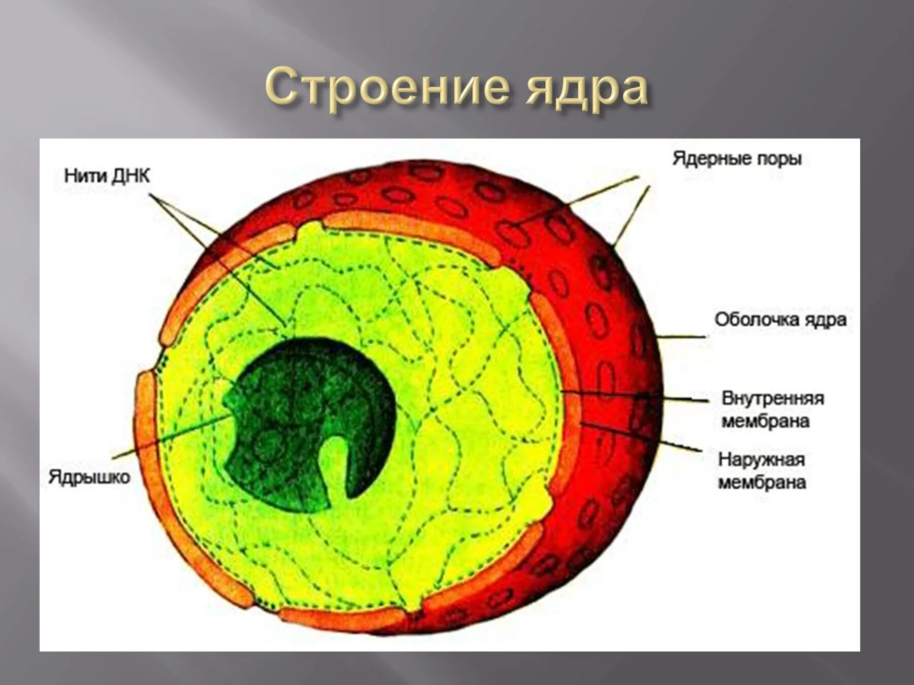 Ядро и ядрышко строение. Строение ядра клетки. Ядро рисунок. Строение ядрышка. Ядро клетки схема