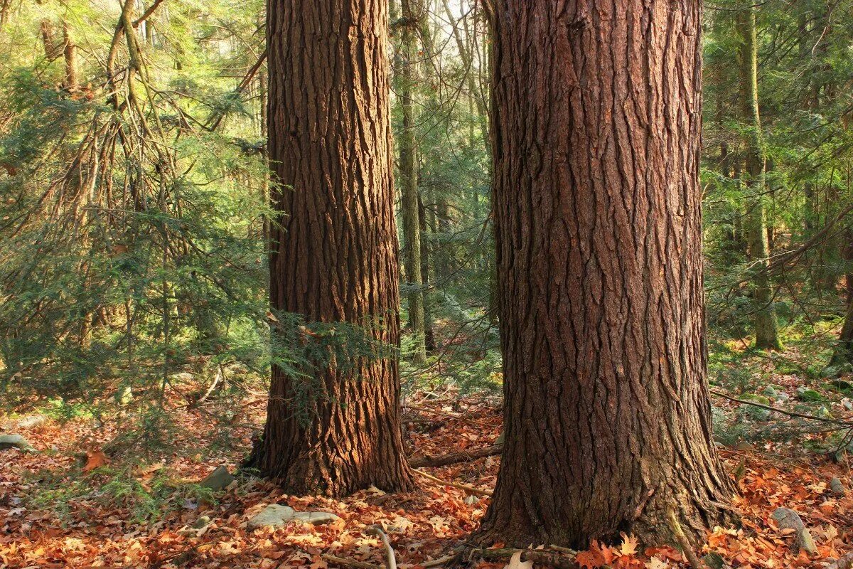 Строение ствола кора луб заболонь. От каких условий зависит выбор букв в окончаниях существительных. Джузеппе пеноне. Ствол дерева. Стебель дерева.