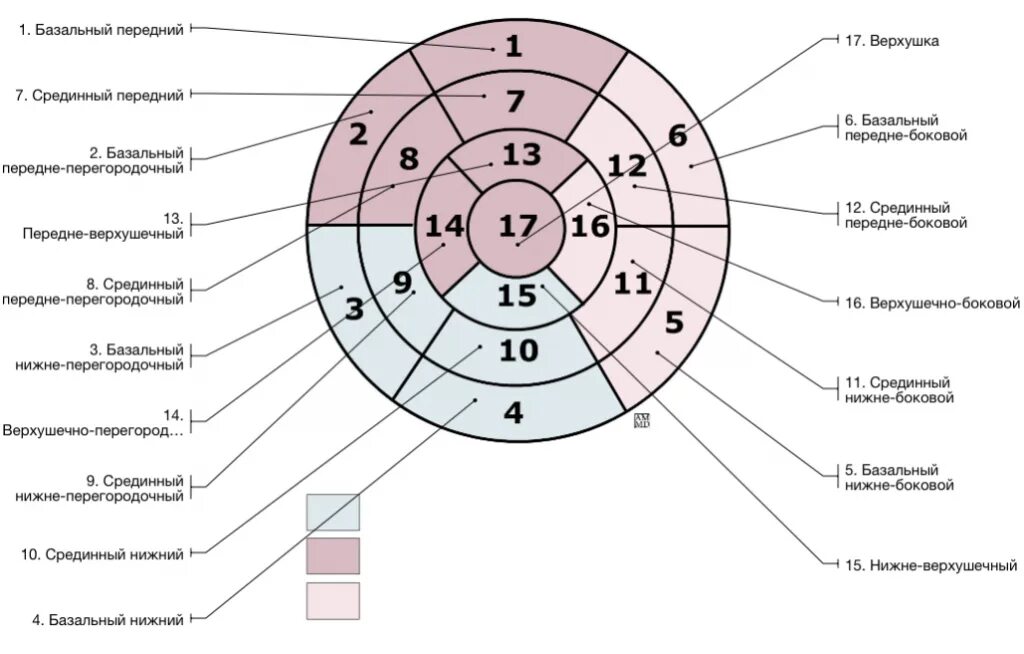 Локальная сократимость левого желудочка. Сегментарное строение миокарда ЭХОКГ. Сегменты левого желудочка на ЭХОКГ. Сегменты левого желудочка ЭХОКГ схема. Сегментарное строение левого желудочка сердца.