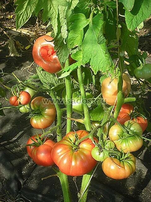 Томат командир полка сибирский сад. Томат сорт "командир полка". Томат командир полка сибирский сад. Томат сорт "командир полка". Сад/ 20 шт.