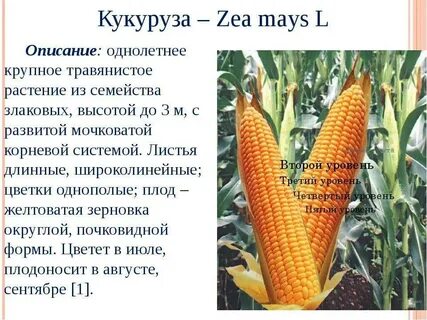 Кукуруза культурное растение 3 класс