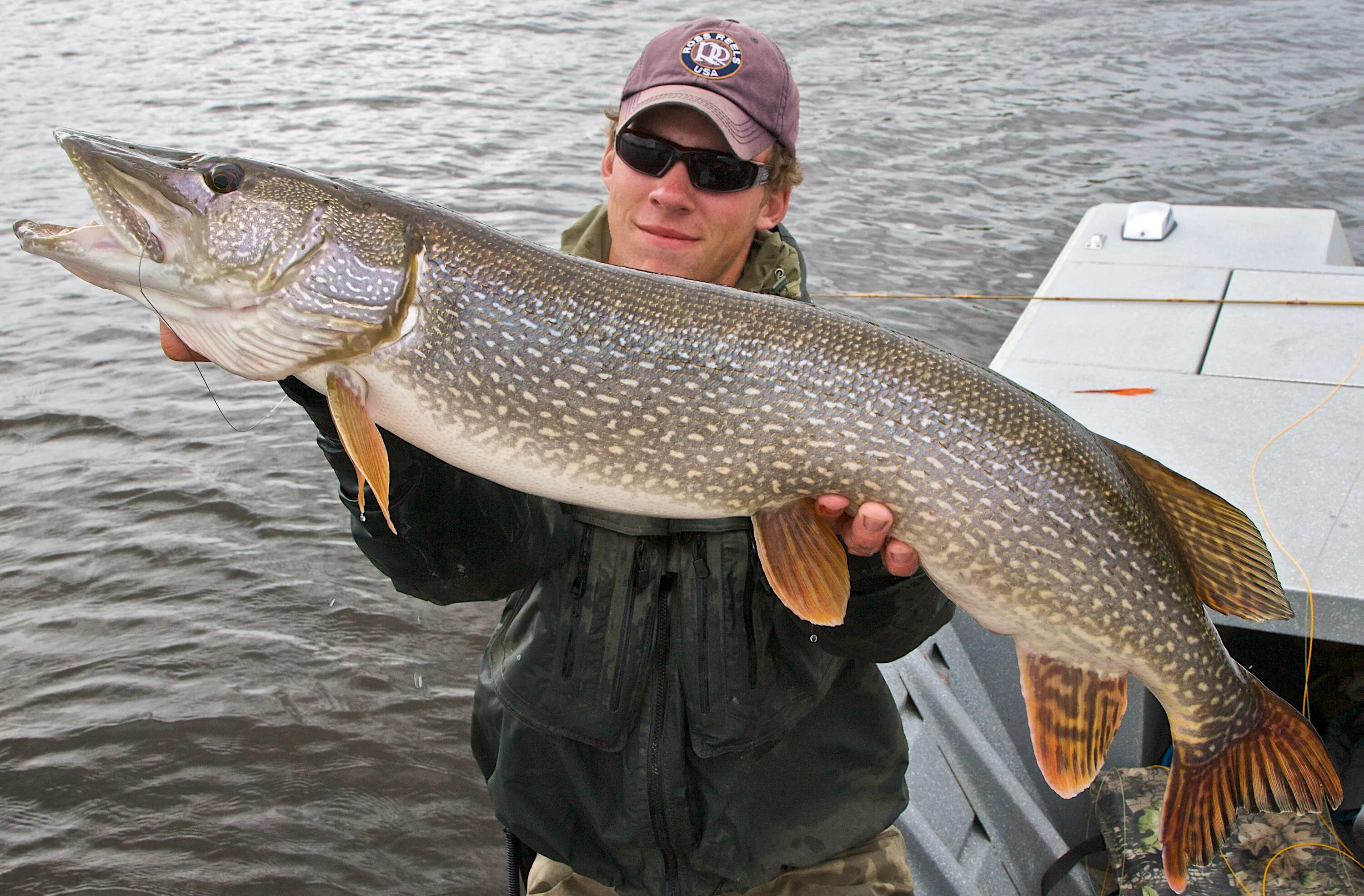 Взрослая щука. Щука Esox Lucius. Обыкновенная щука (Esox Lucius). Northern Pike рыба. Аквитанская щука.